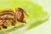 Parhelophilus versicolor